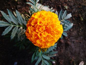 High angle view of orange flower on plant