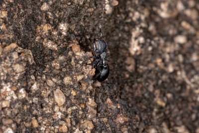 Close-up of insect on rock