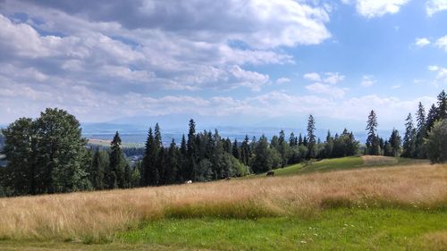 Scenic view of field against sky