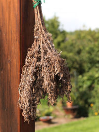 Close-up of dried hanging on tree