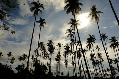 Low angle view of palm trees against sky