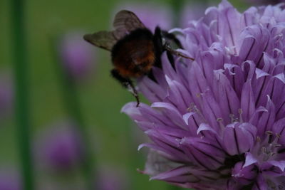 Close-up of honey bee pollinating on white flower