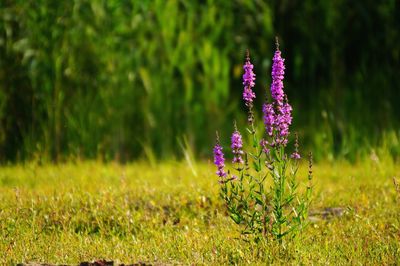 Close-up of purple flowering plant on field