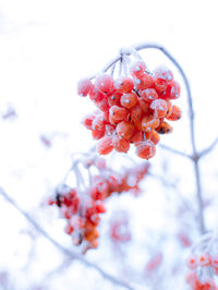 Close-up of cherry blossom on tree during winter