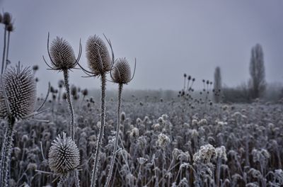 Close-up of thistle on field against sky