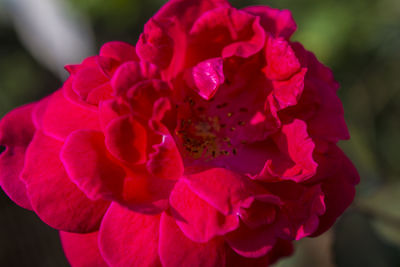 Close-up of pink flower