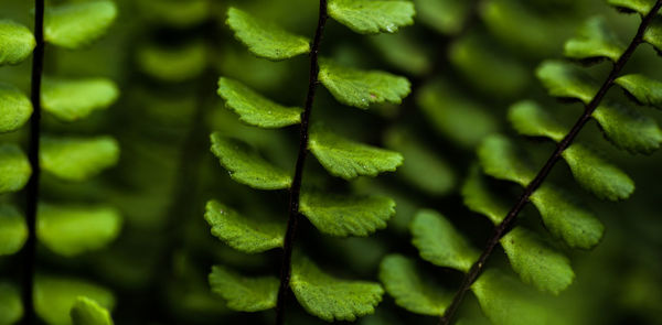 Full frame shot of fresh green leaves