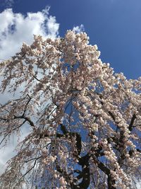 Low angle view of flower tree against sky