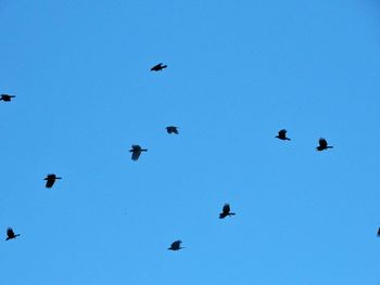 Low angle view of birds flying in the sky