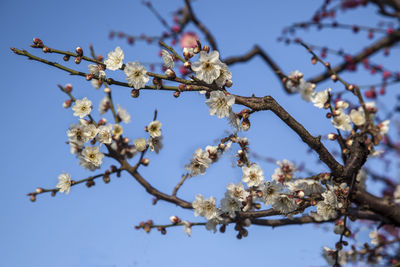 Low angle view of cherry blossoms against sky