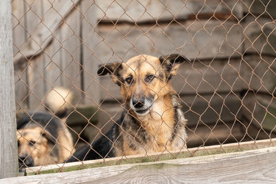 Portrait of a dog by fence