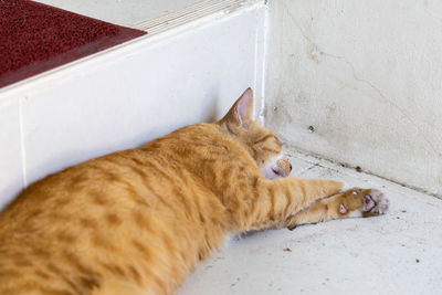 High angle view of cat resting on floor