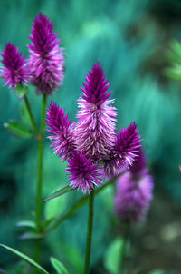 Close-up of purple flowers blooming outdoors