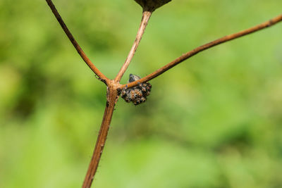 Close-up of grasshopper on twig