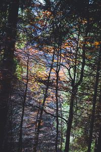 Low angle view of trees against sky