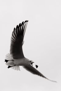 Low angle view of seagull flying against clear sky