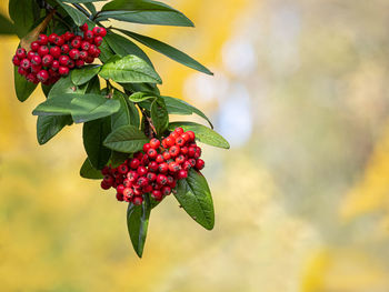 Close-up of red berries growing on tree