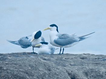 Birds on rock