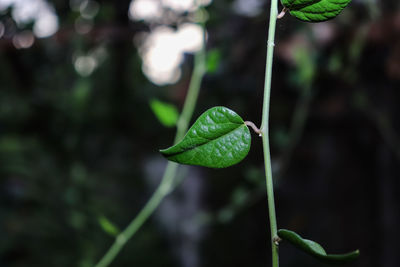 Close-up of fresh green plant