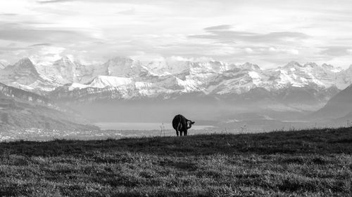 Cow grassing in front of mountains range in switzerland