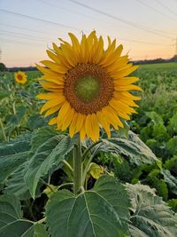 Close-up of sunflower on field against sky