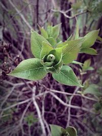 Close-up of leaves