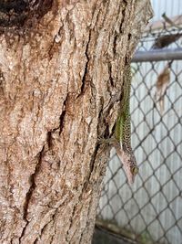 Close-up of insect on tree trunk