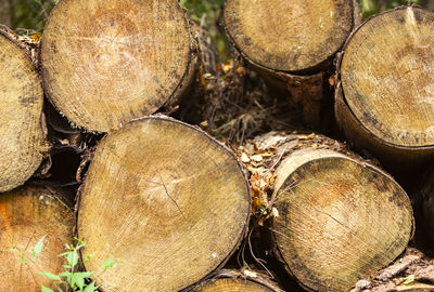 The image shows a stack of a cutted wood in the forest