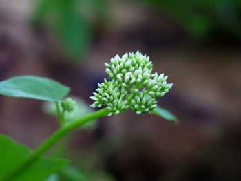 Close-up of flowering plant