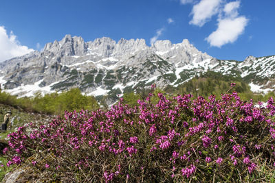 Purple flowering plants by mountains against sky