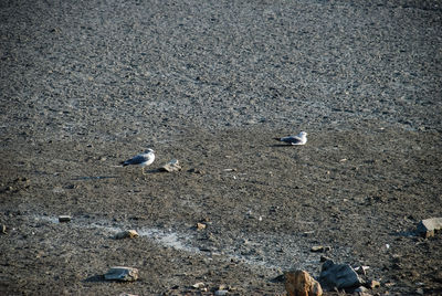 High angle view of birds on beach