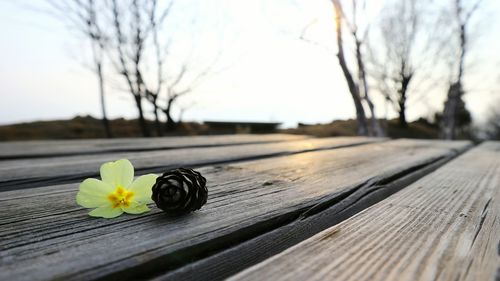 Close-up of flower and pine cone on wood against sky