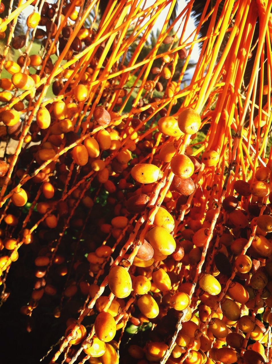 abundance, large group of objects, illuminated, night, yellow, backgrounds, close-up, full frame, no people, metal, outdoors, orange color, high angle view, glowing, sunlight, selective focus, low angle view, hanging, wood - material