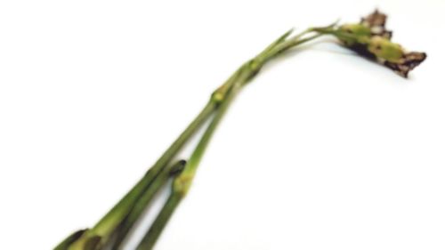 Close-up of fresh green plant against white background