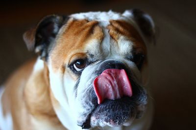 Close-up portrait of dog