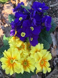 High angle view of yellow flowering plant