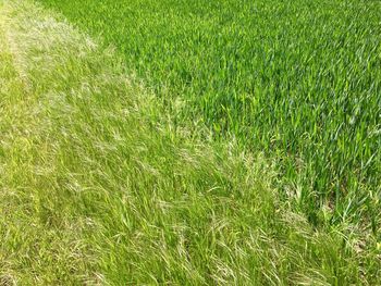 Full frame shot of fresh green field