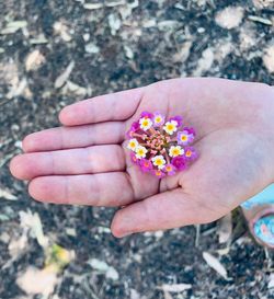 High angle view of hand holding pink flower