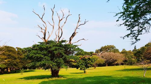 Trees on field against sky