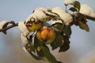 Close-up of fruit growing on tree