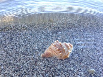 Close-up of crab on beach