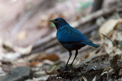 Close-up of blackbird perching on field