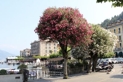 Flower trees in city against clear sky