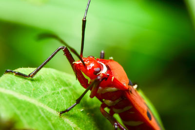 Close-up of insect on leaf