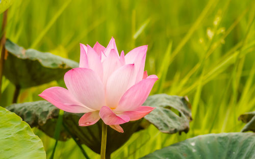 Close-up of pink water lily