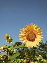 Close-up of sunflower against sky