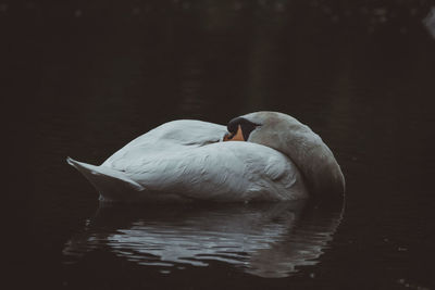 Swan floating on lake