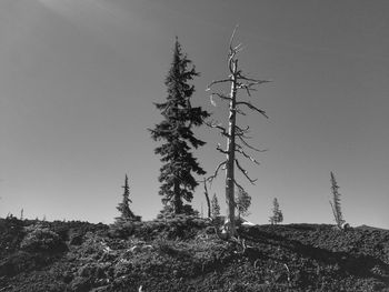 Plants on landscape against clear sky