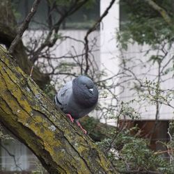 Close-up of bird perching on branch