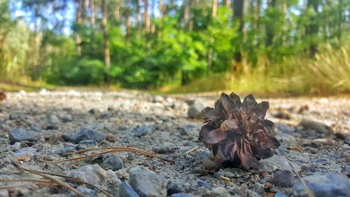 Close-up of pine cone on field